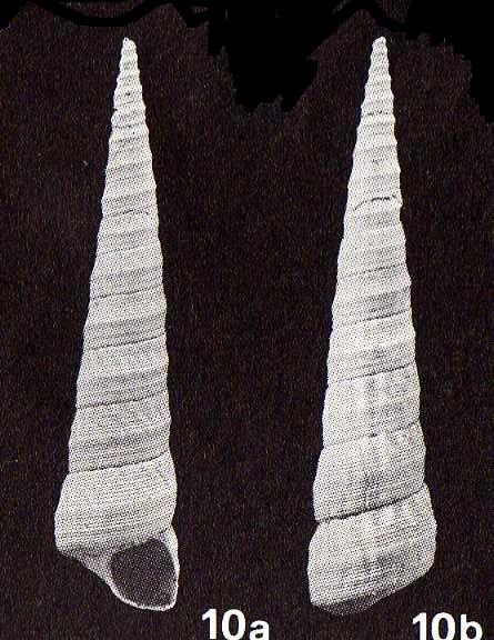 Turritella (Torculoidella) varicosa (Brocchi, 1814) Pliocene